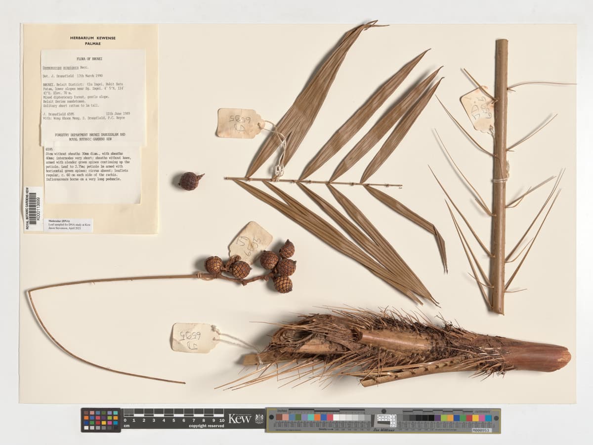 Botanical specimen of Daemonorops Scapigera.