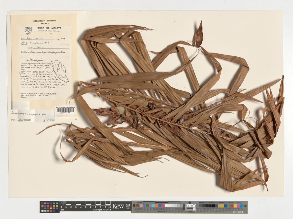 Botanical specimen of Daemonorops Scapigera.