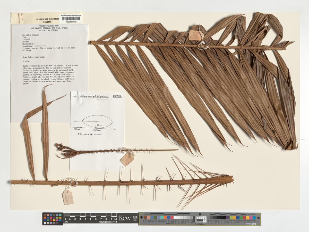 Botanical specimen of Daemonorops Scapigera.