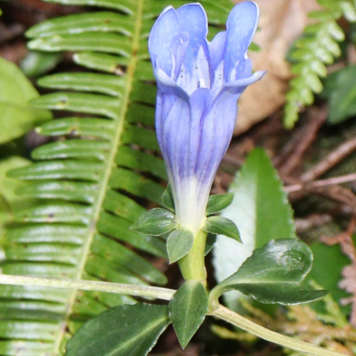 Botanical specimen of Daemonorops Sepal.