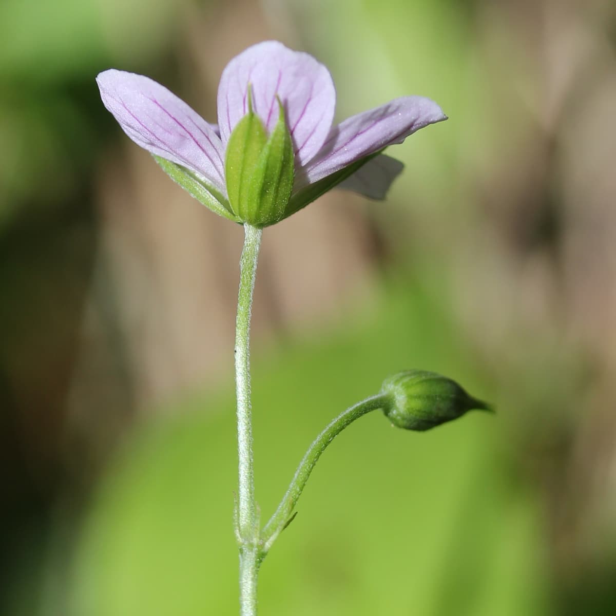 Botanical specimen of Daemonorops Sepal.