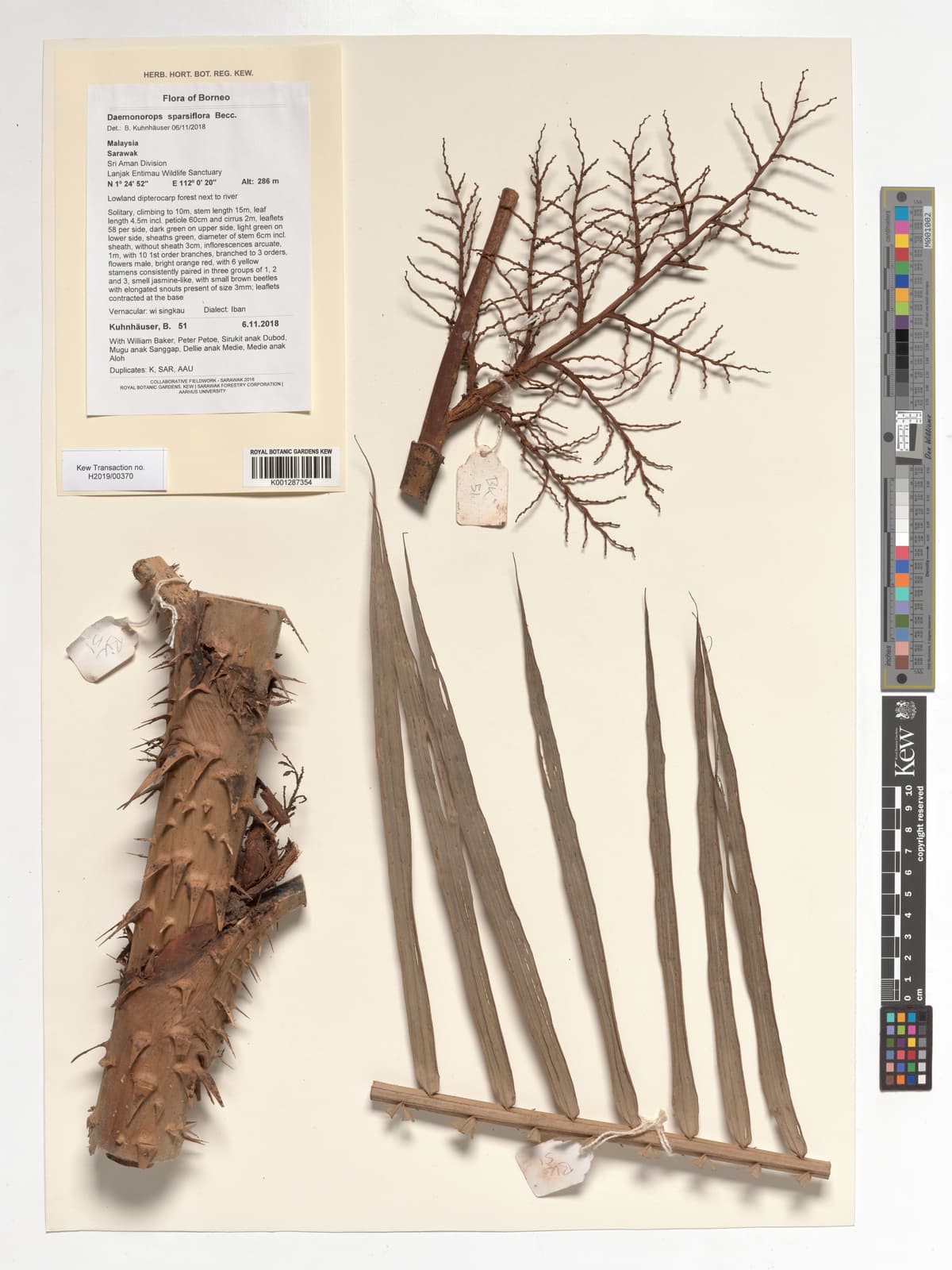 Botanical specimen of Daemonorops Sparsiflora.