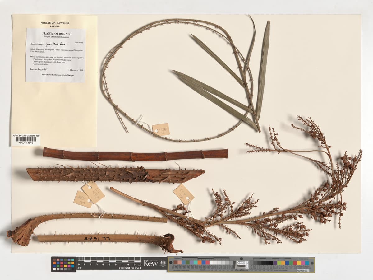 Botanical specimen of Daemonorops Sparsiflora.