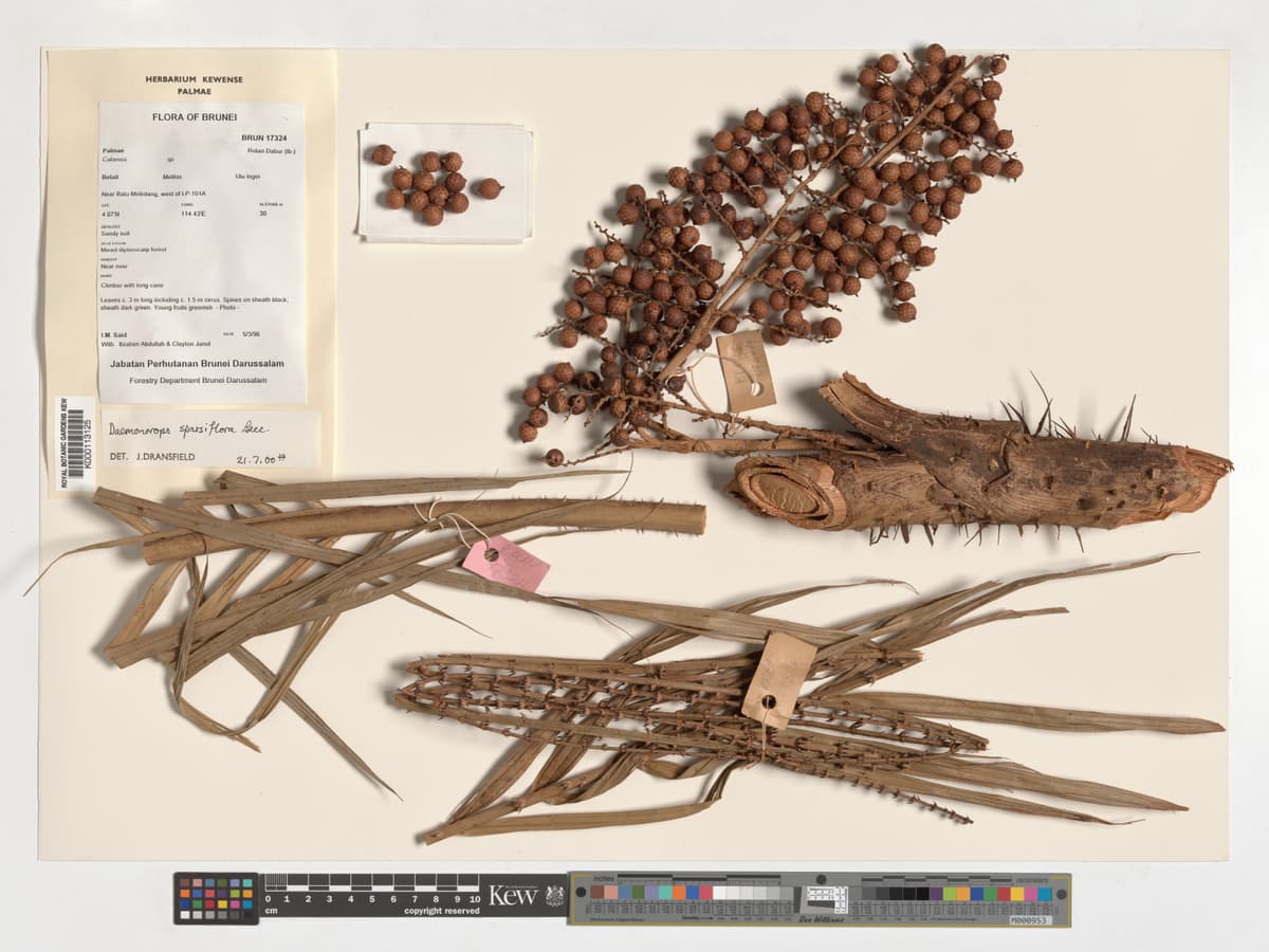Botanical specimen of Daemonorops Sparsiflora.