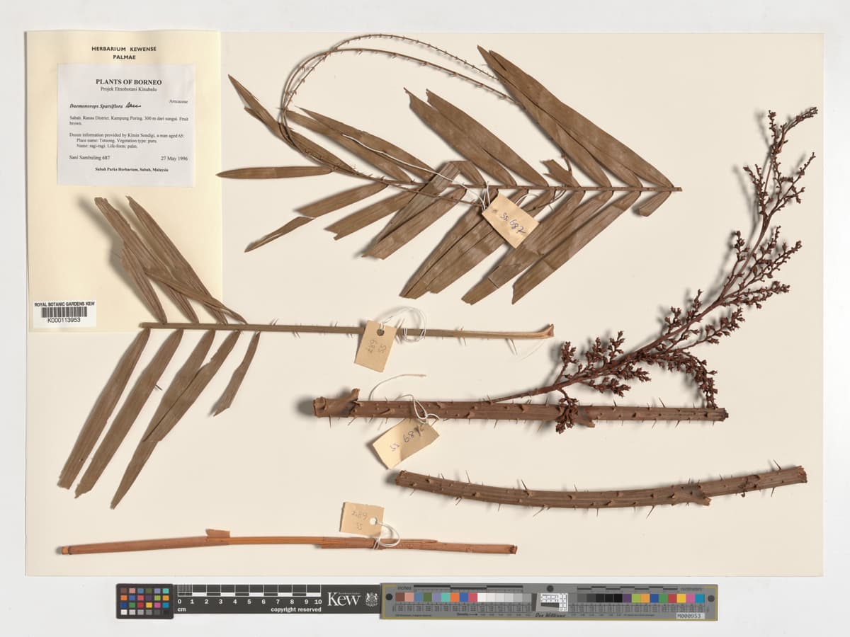 Botanical specimen of Daemonorops Sparsiflora.