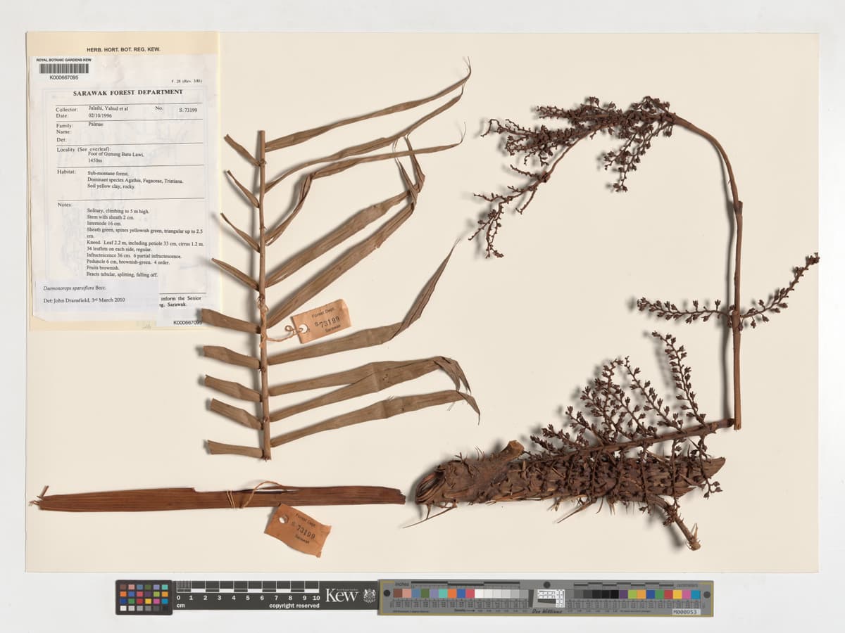 Botanical specimen of Daemonorops Sparsiflora.