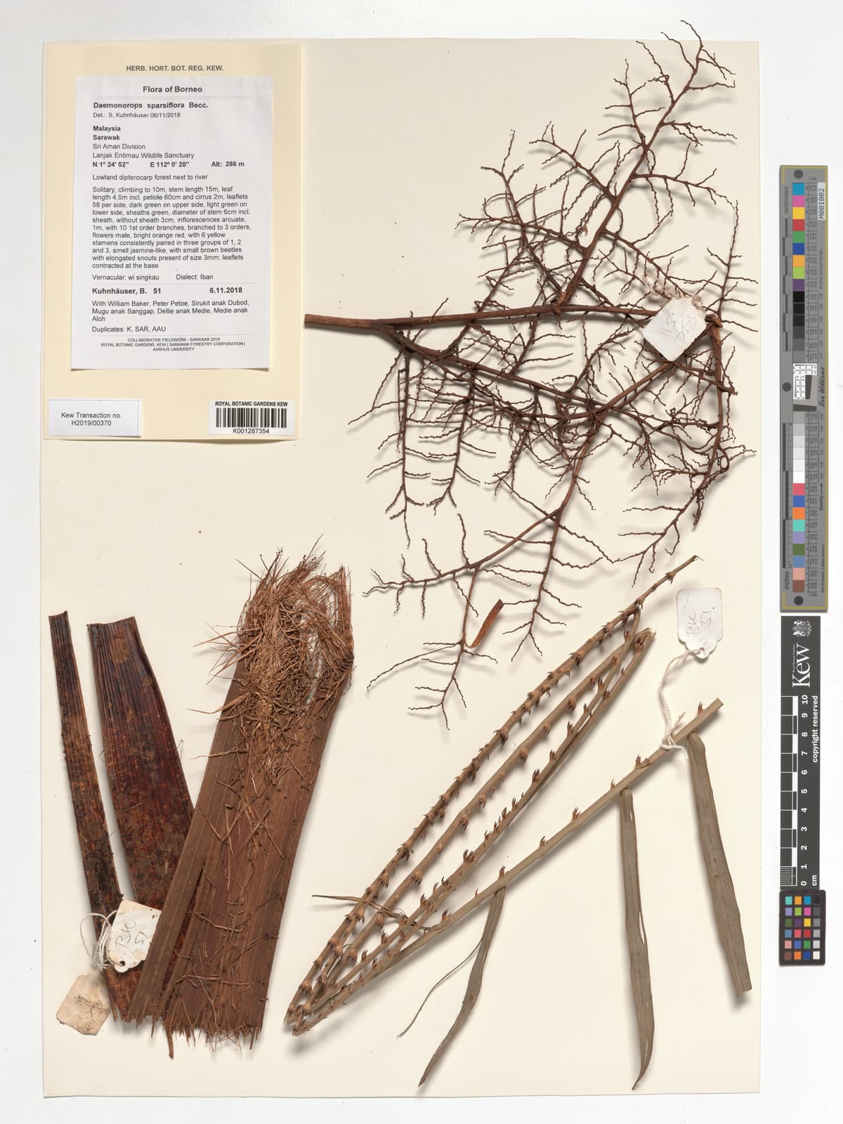 Botanical specimen of Daemonorops Sparsiflora.