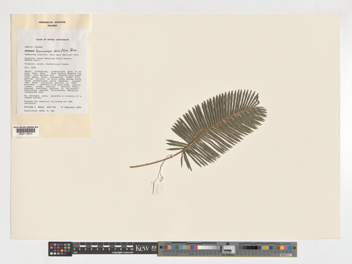 Botanical specimen of Daemonorops Sparsiflora.