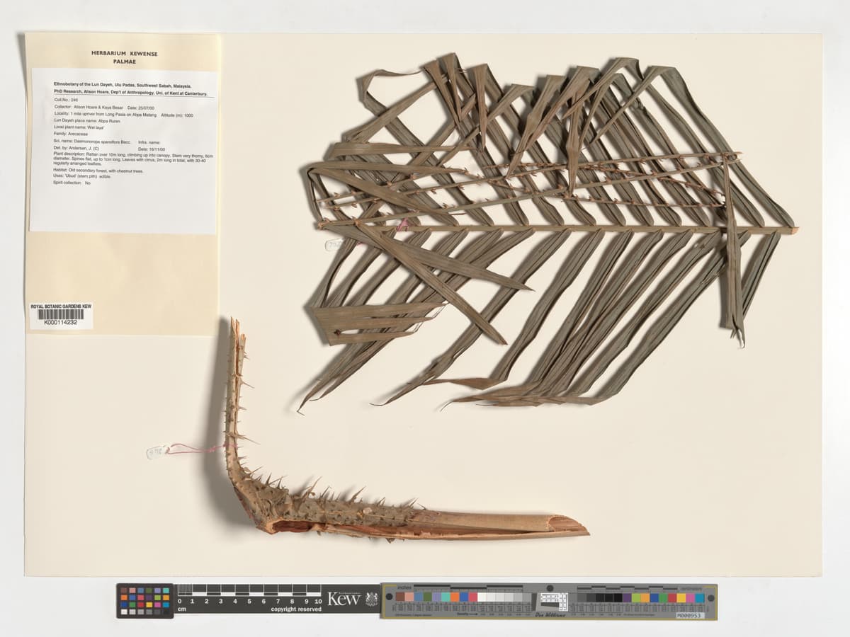 Botanical specimen of Daemonorops Sparsiflora.