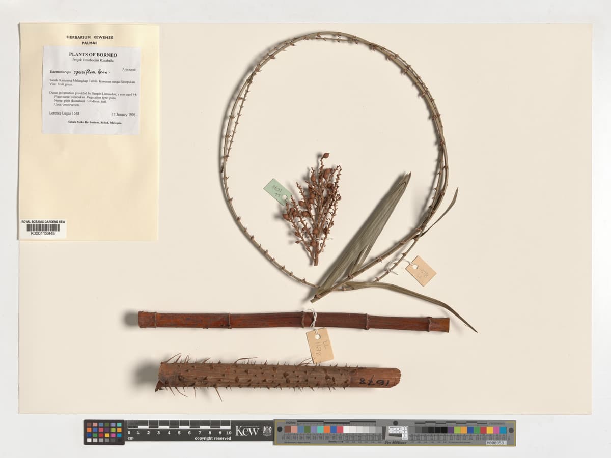 Botanical specimen of Daemonorops Sparsiflora.