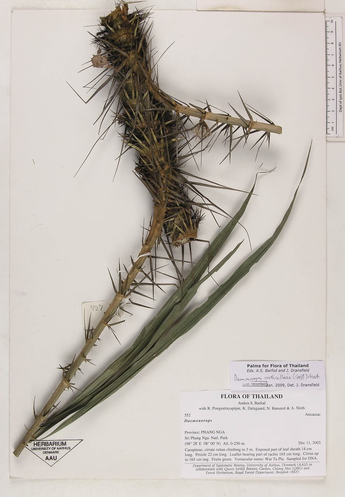 Botanical specimen of Daemonorops Verticillaris.