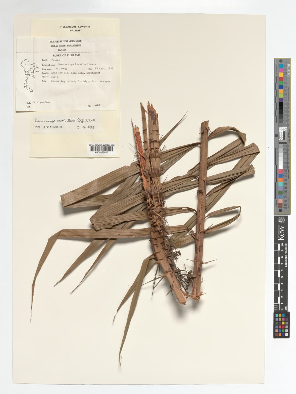 Botanical specimen of Daemonorops Verticillaris.
