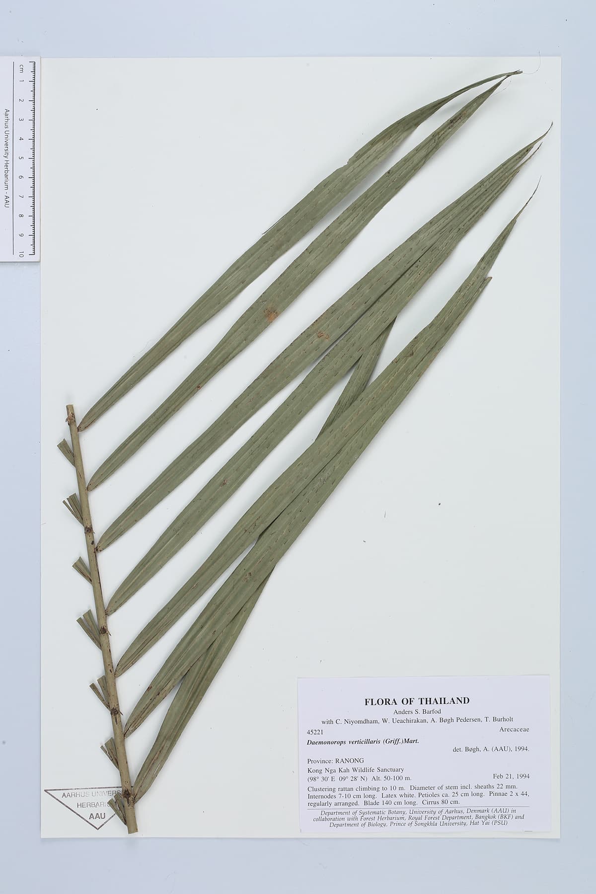 Botanical specimen of Daemonorops Verticillaris.