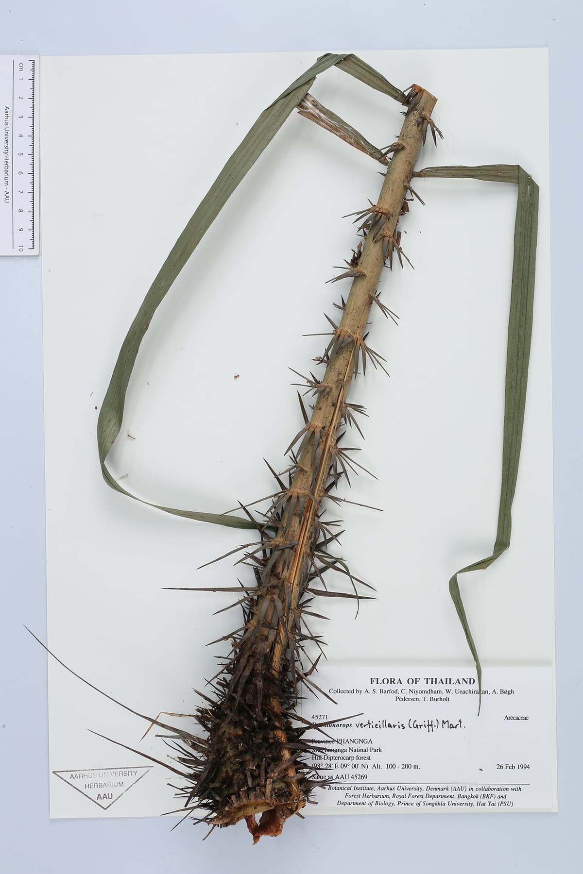 Botanical specimen of Daemonorops Verticillaris.