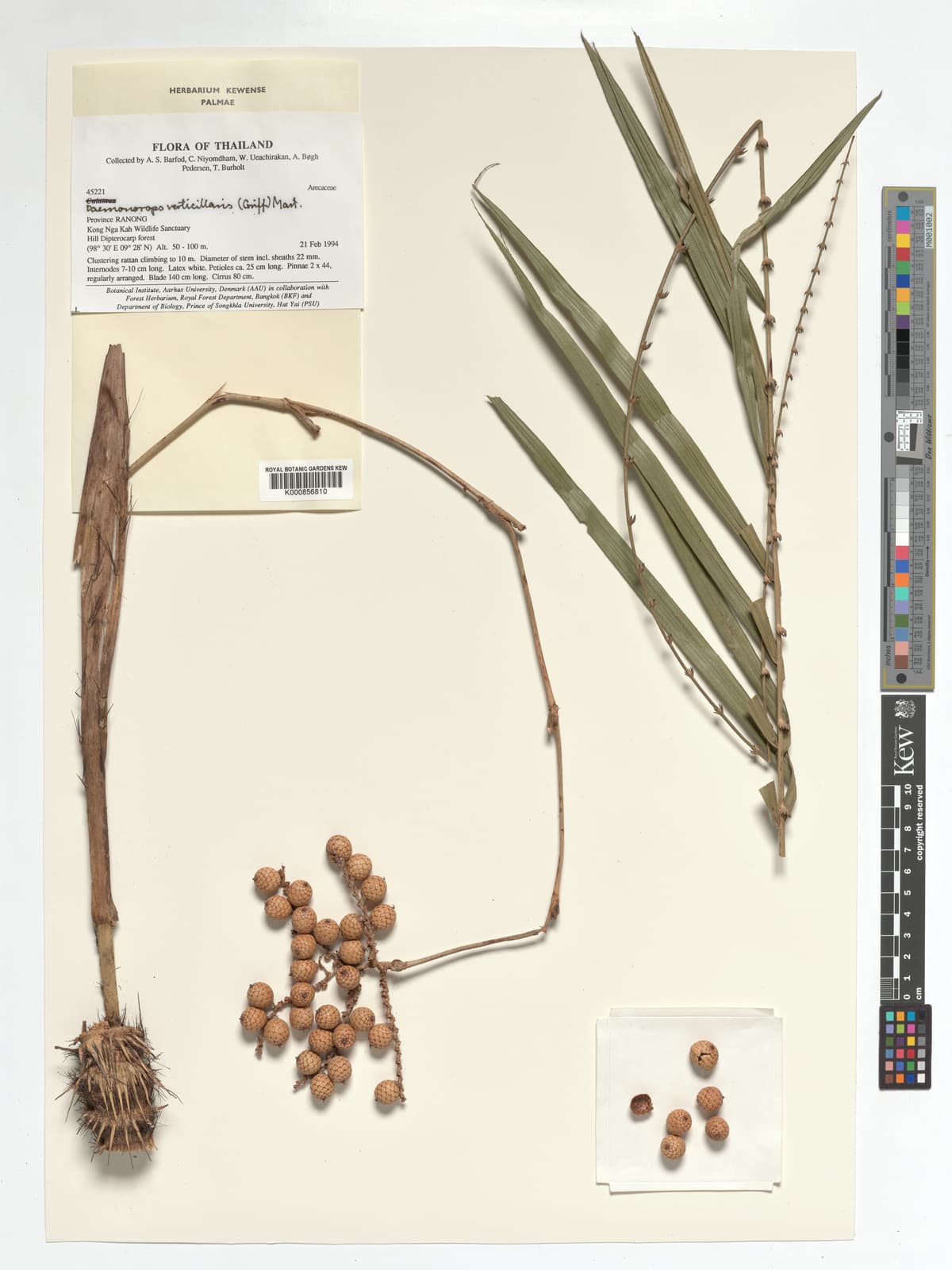 Botanical specimen of Daemonorops Verticillaris.
