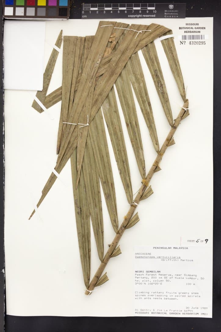 Botanical specimen of Daemonorops Verticillaris.