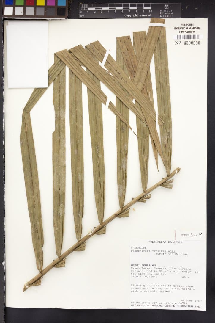 Botanical specimen of Daemonorops Verticillaris.