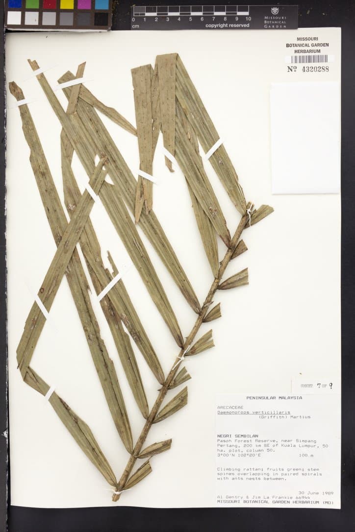 Botanical specimen of Daemonorops Verticillaris.