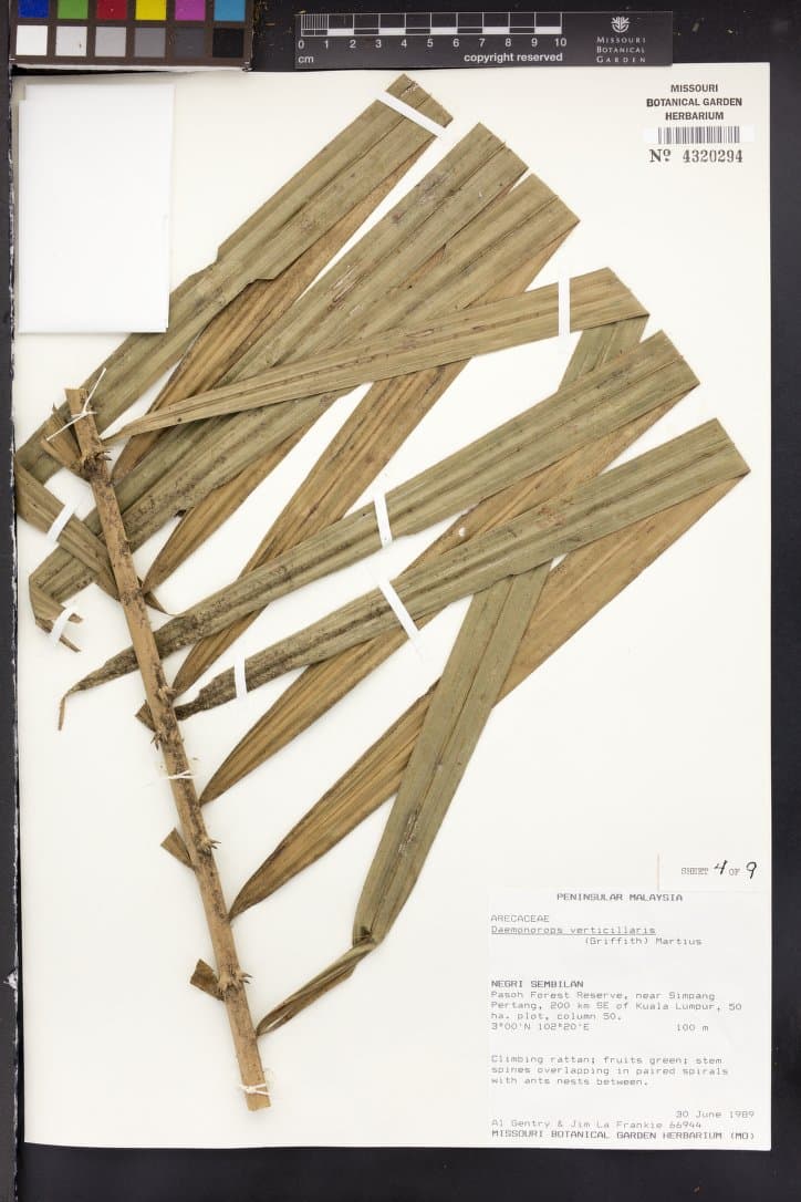 Botanical specimen of Daemonorops Verticillaris.