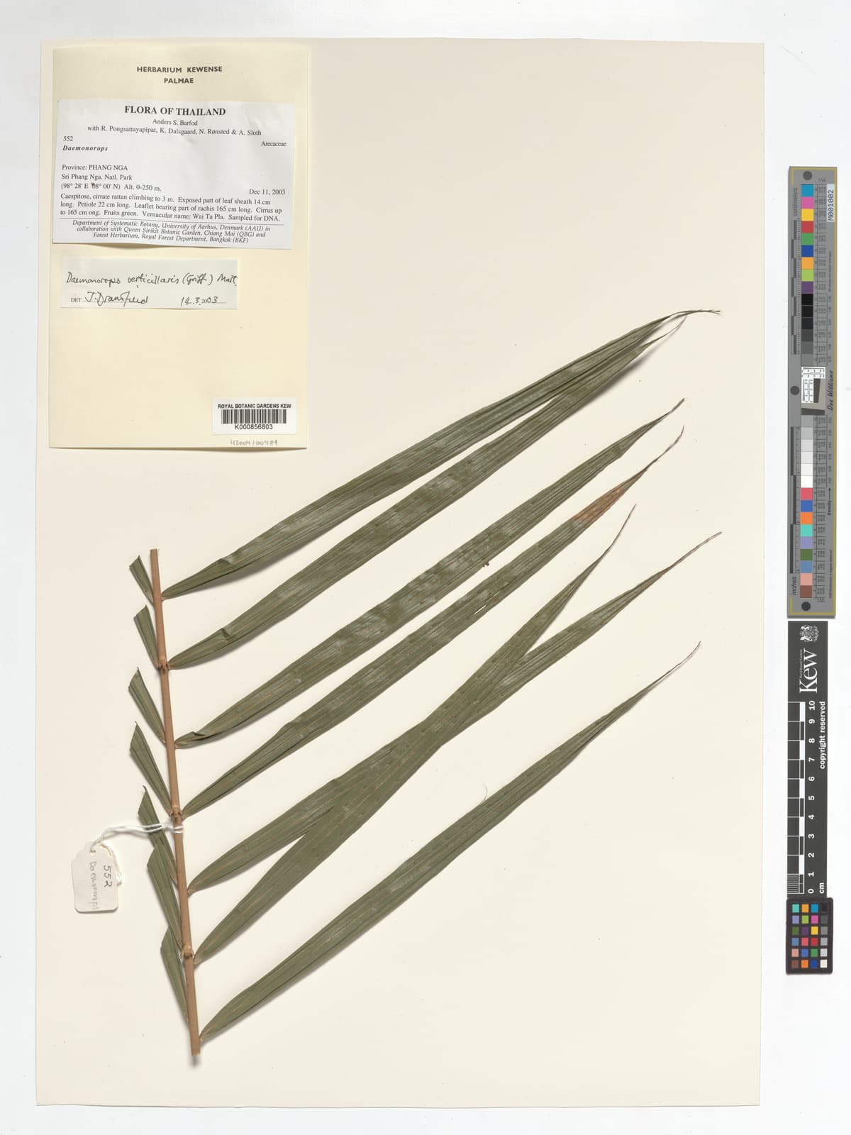 Botanical specimen of Daemonorops Verticillaris.
