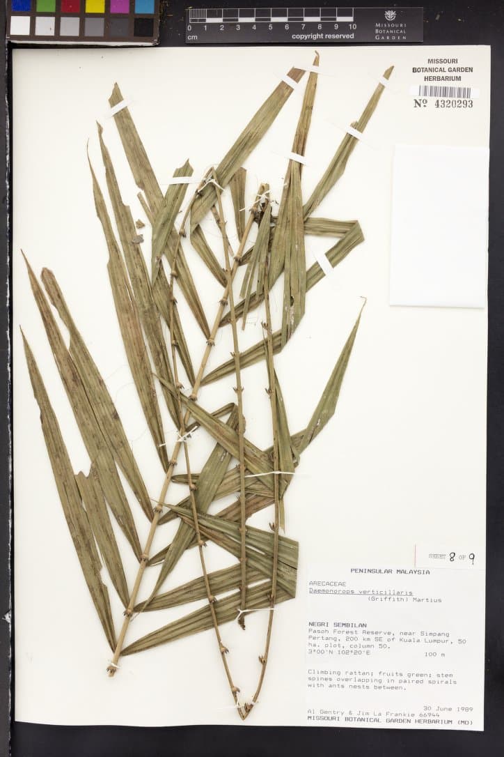 Botanical specimen of Daemonorops Verticillaris.