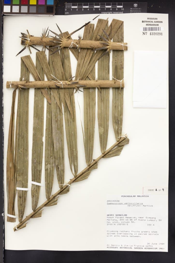 Botanical specimen of Daemonorops Verticillaris.