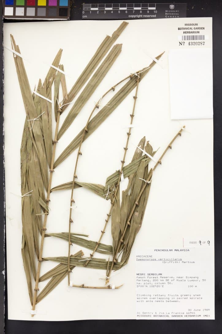 Botanical specimen of Daemonorops Verticillaris.