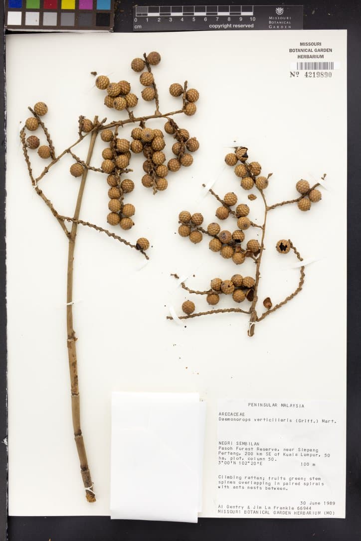 Botanical specimen of Daemonorops Verticillaris.