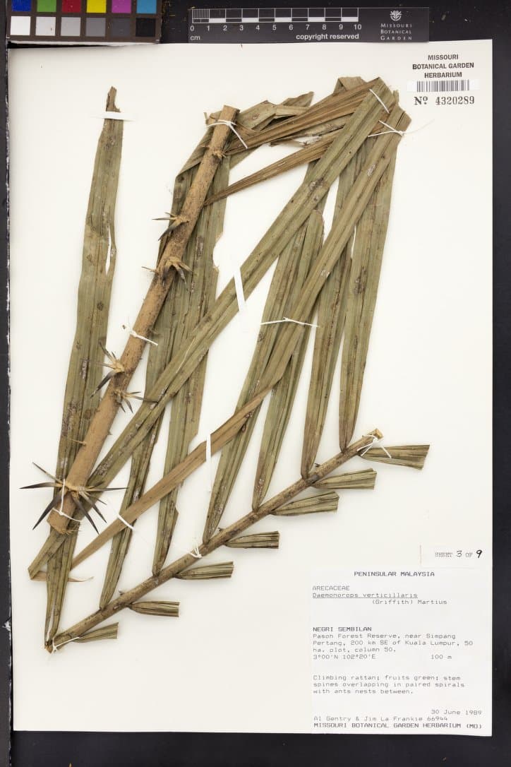 Botanical specimen of Daemonorops Verticillaris.
