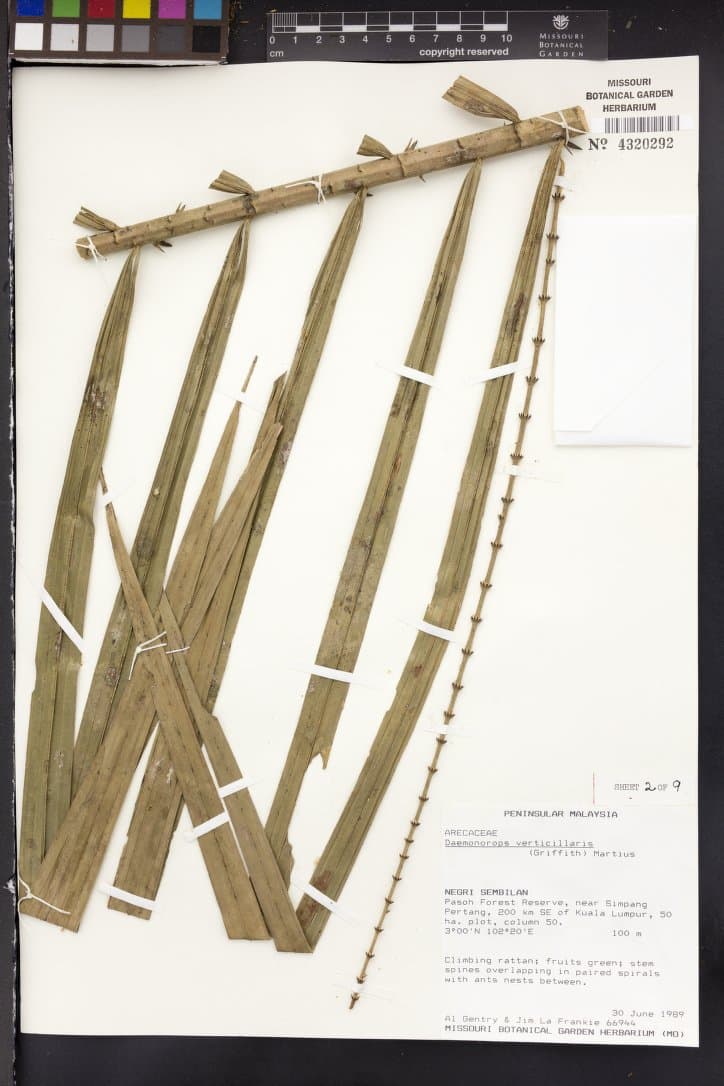 Botanical specimen of Daemonorops Verticillaris.