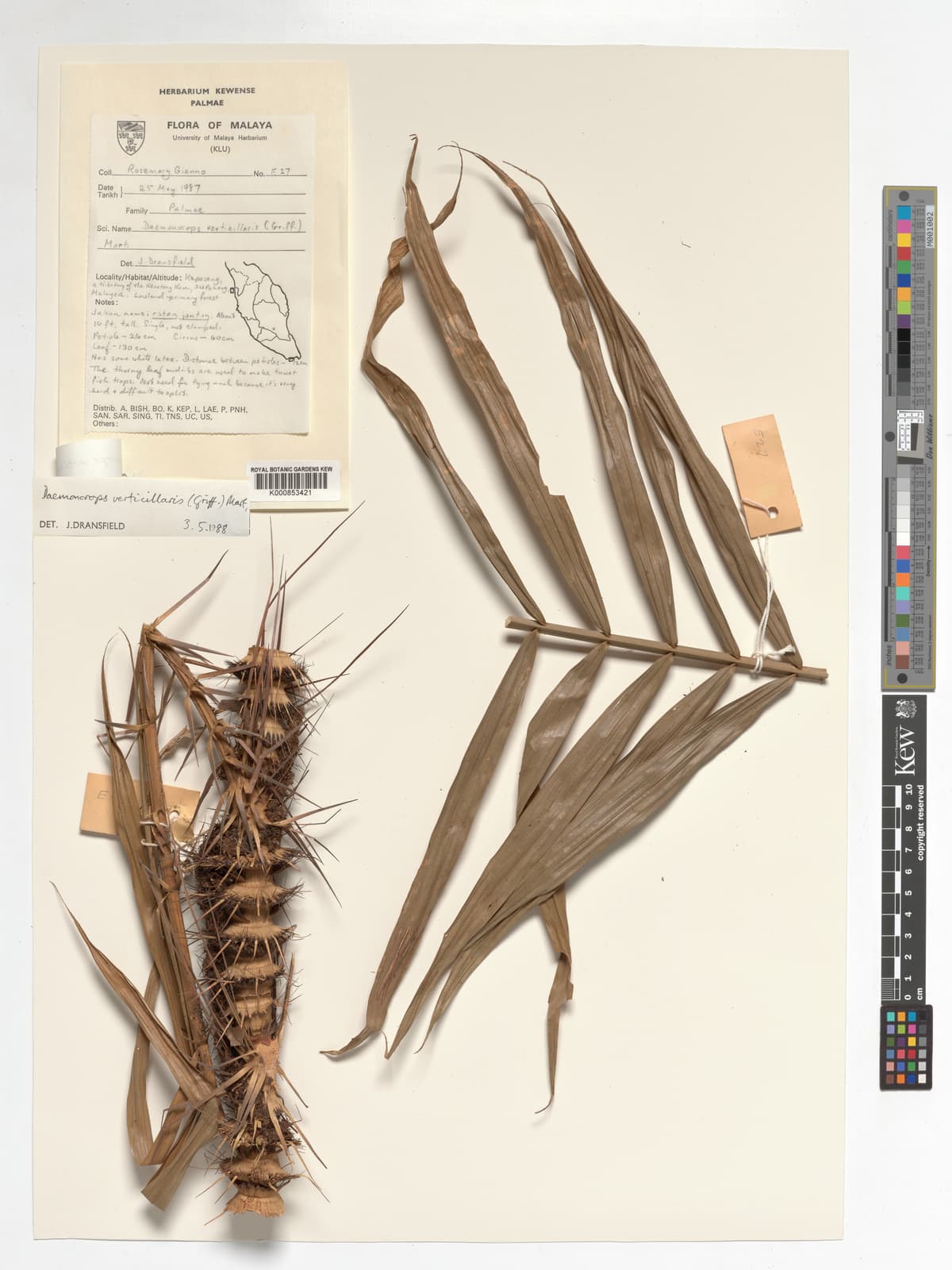 Botanical specimen of Daemonorops Verticillaris.