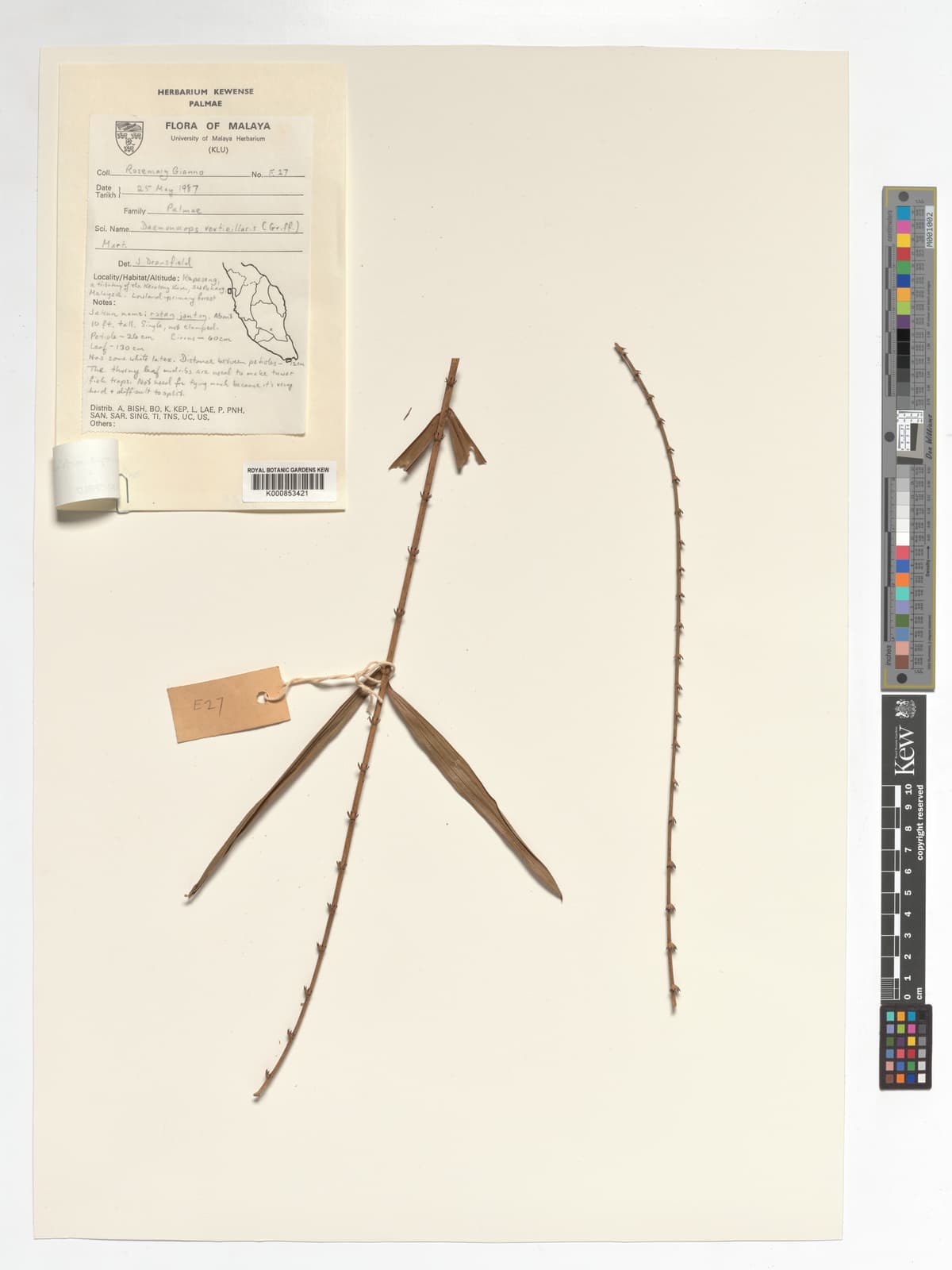 Botanical specimen of Daemonorops Verticillaris.