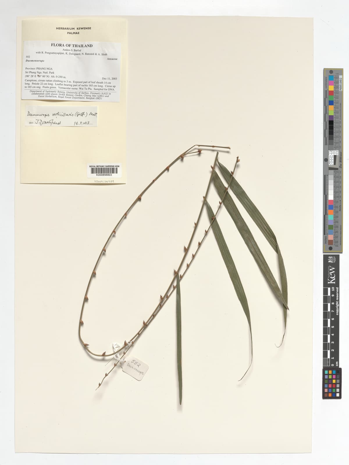 Botanical specimen of Daemonorops Verticillaris.