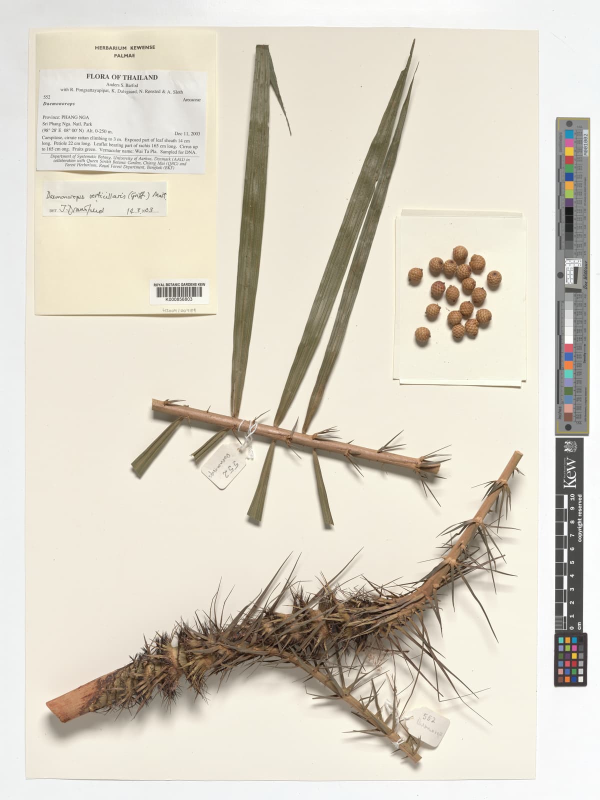 Botanical specimen of Daemonorops Verticillaris.