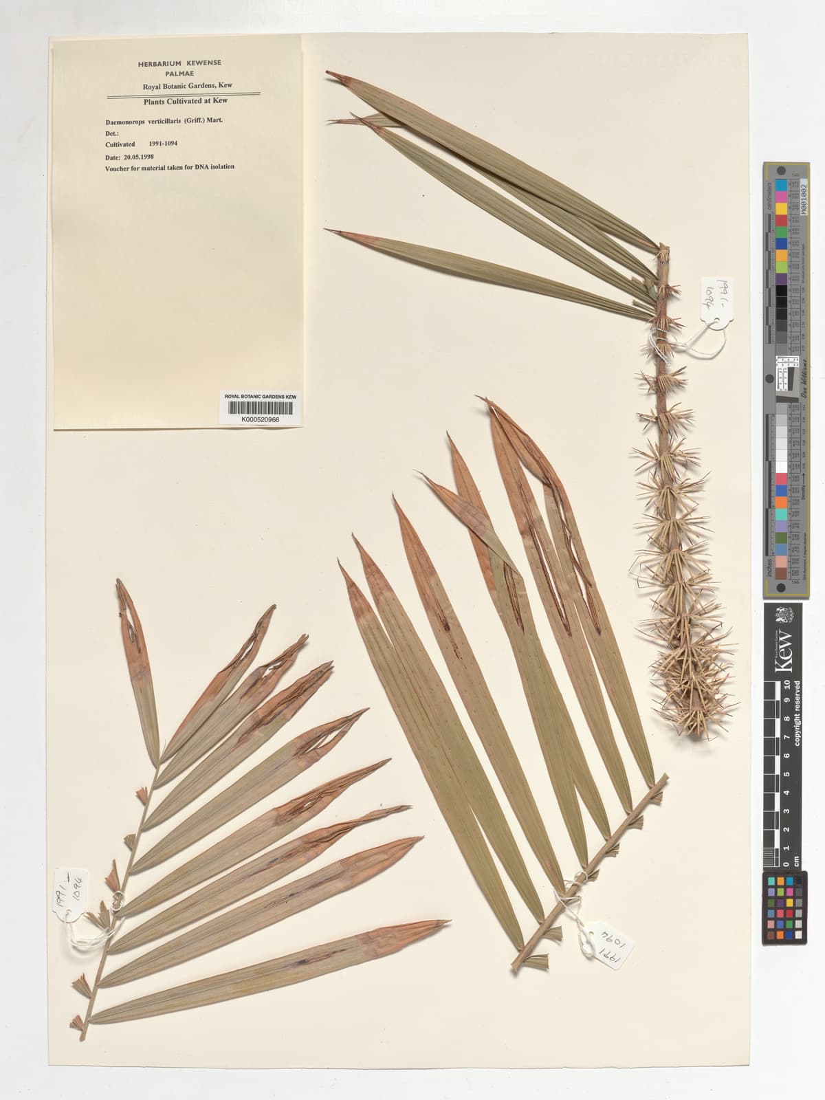 Botanical specimen of Daemonorops Verticillaris.