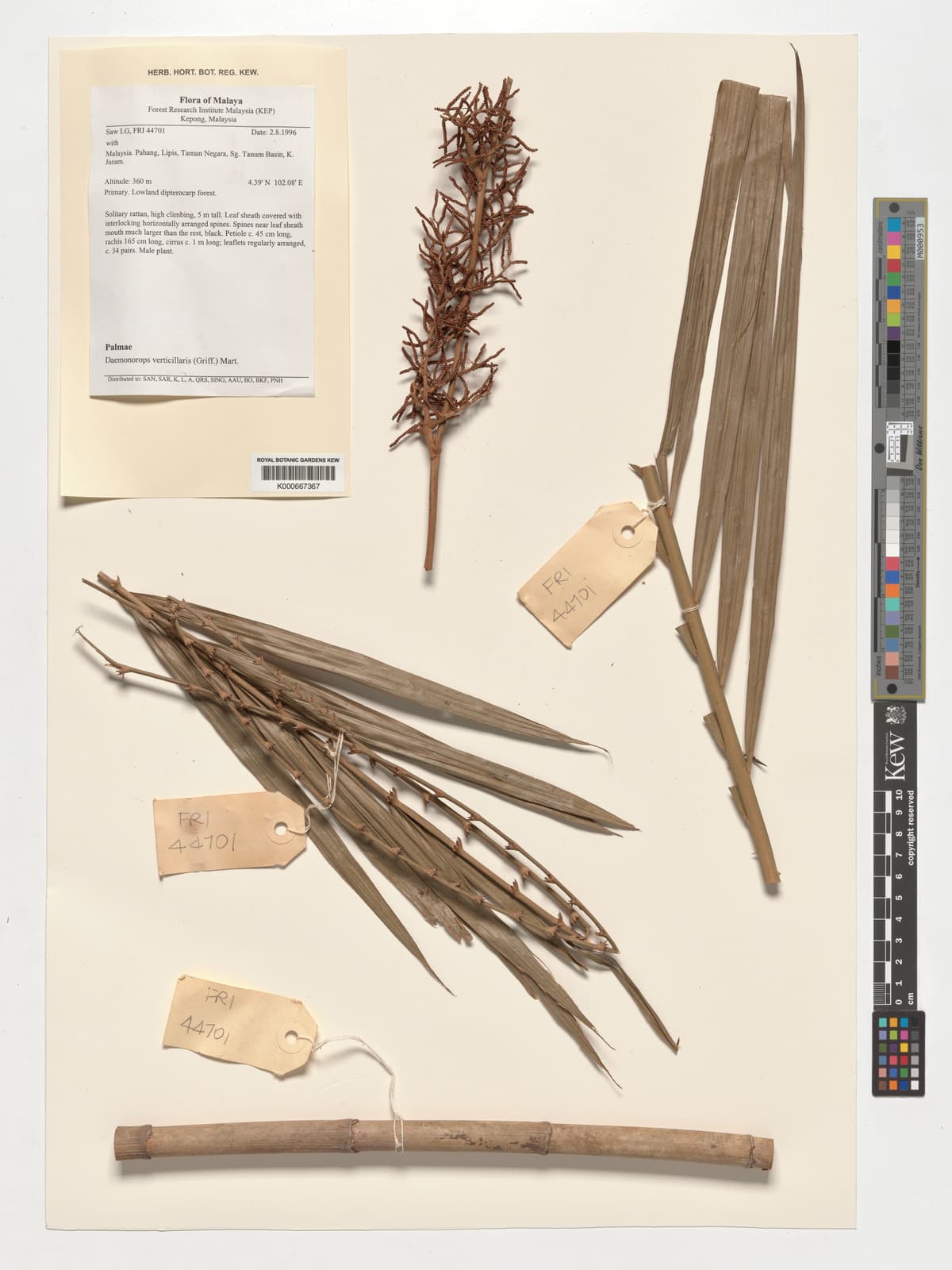 Botanical specimen of Daemonorops Verticillaris.