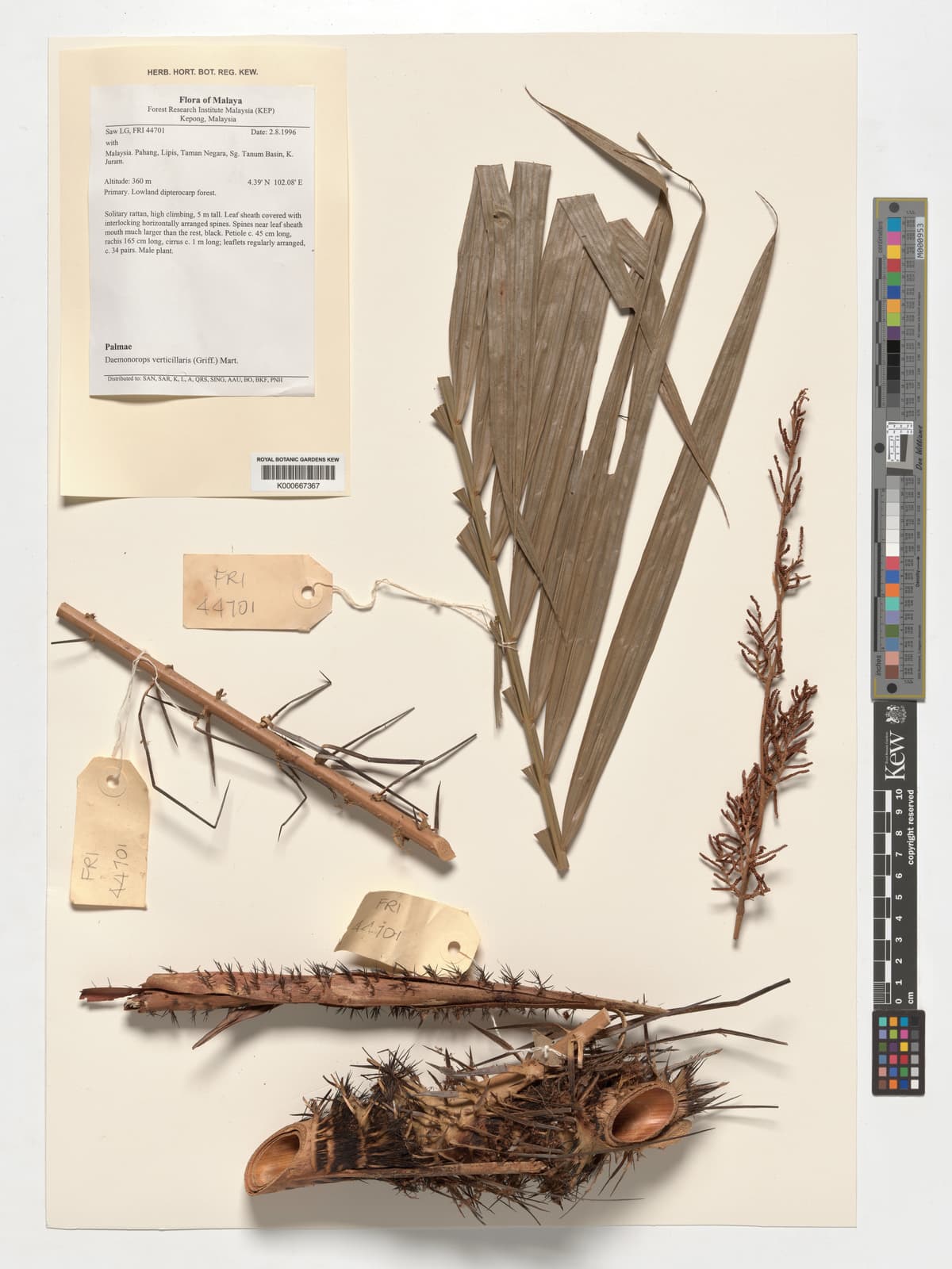Botanical specimen of Daemonorops Verticillaris.