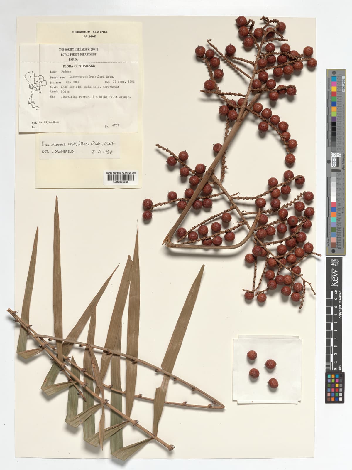 Botanical specimen of Daemonorops Verticillaris.