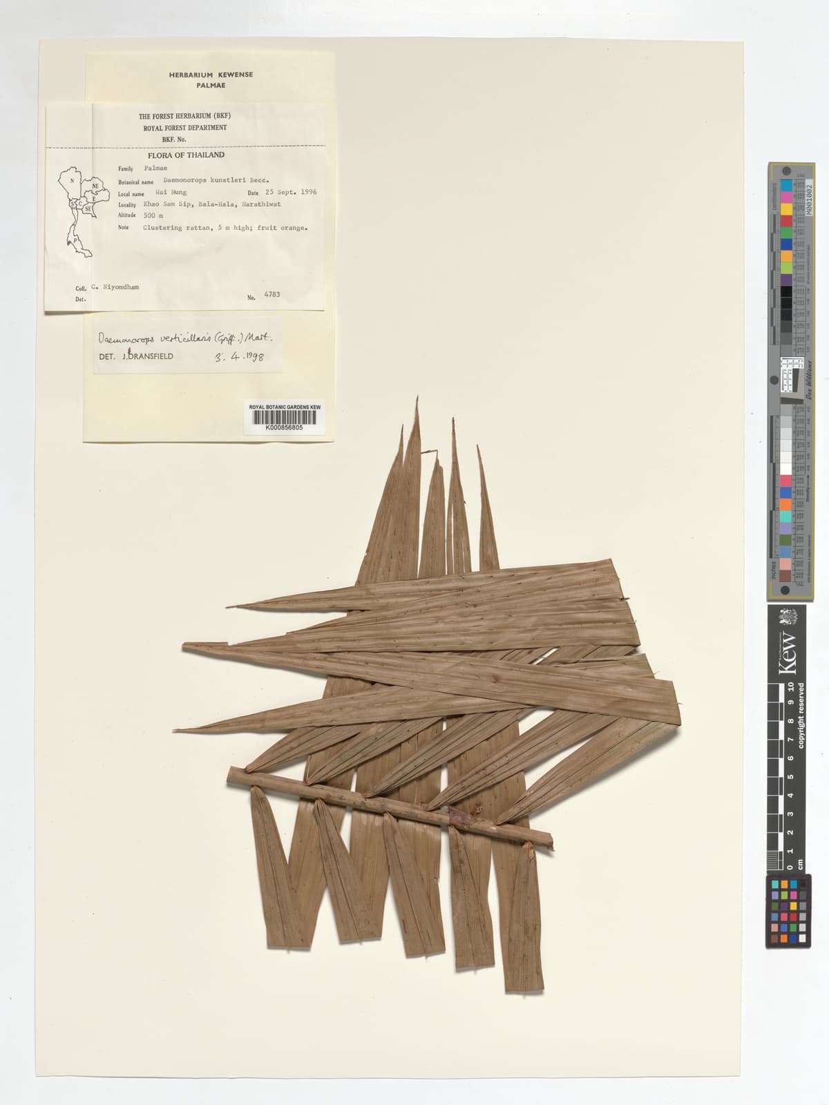 Botanical specimen of Daemonorops Verticillaris.