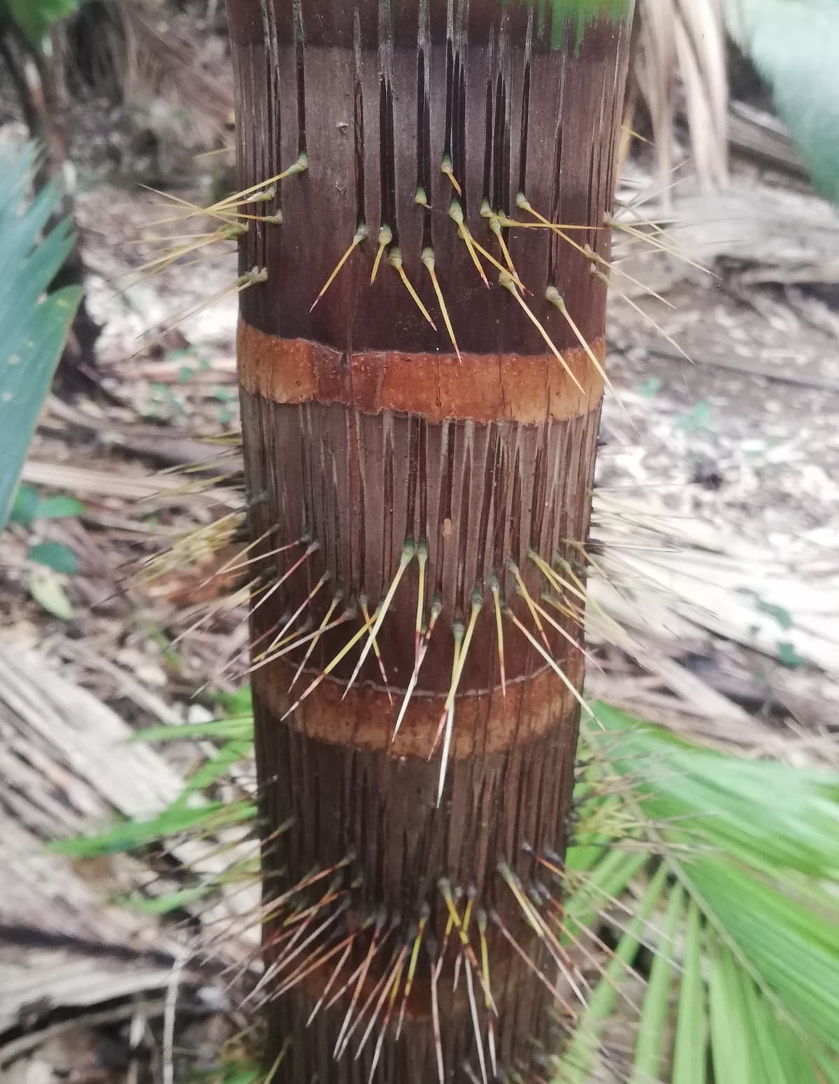 Botanical specimen of Deckenia Nobilis.