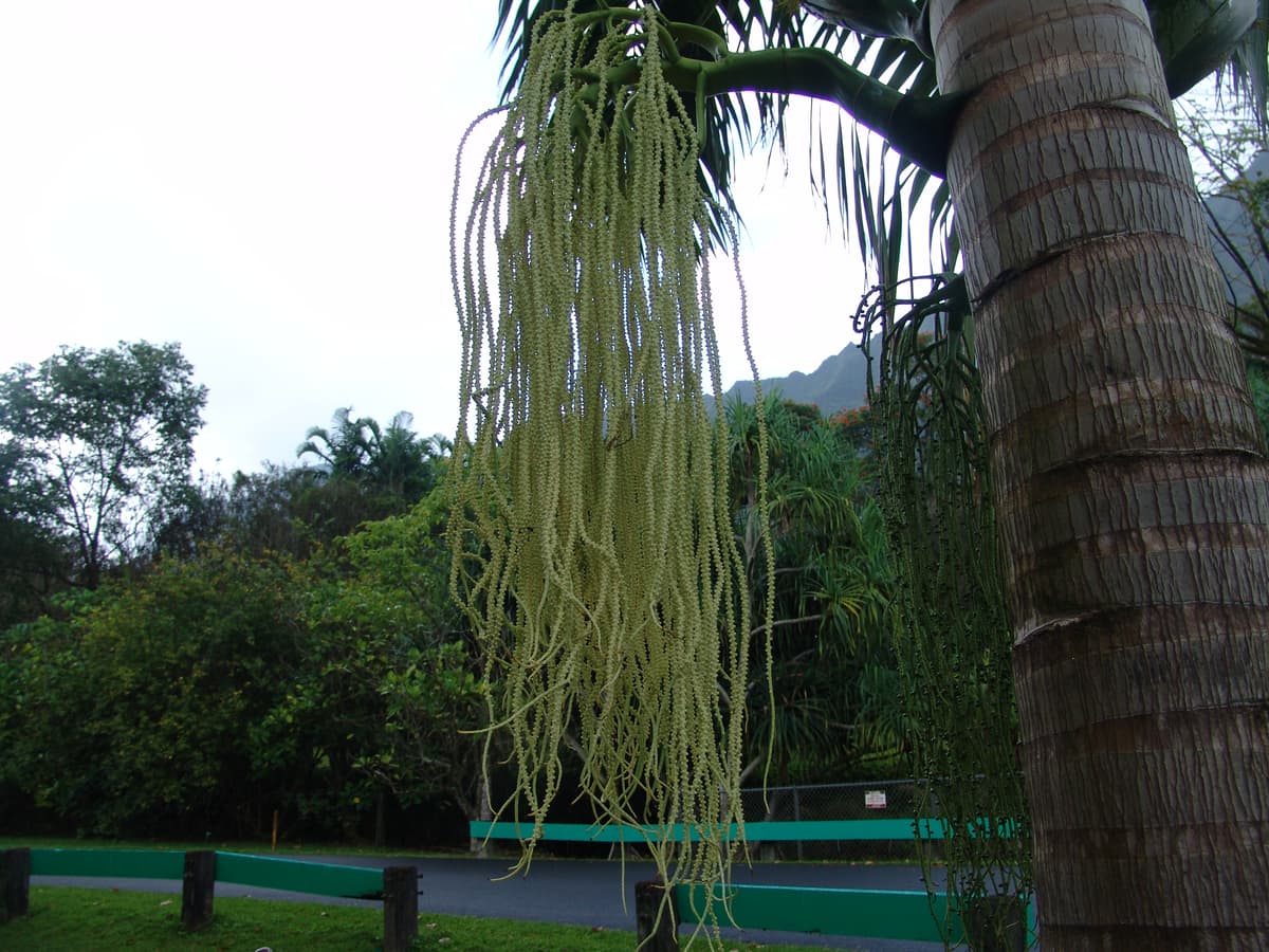 Botanical specimen of Deckenia Nobilis.