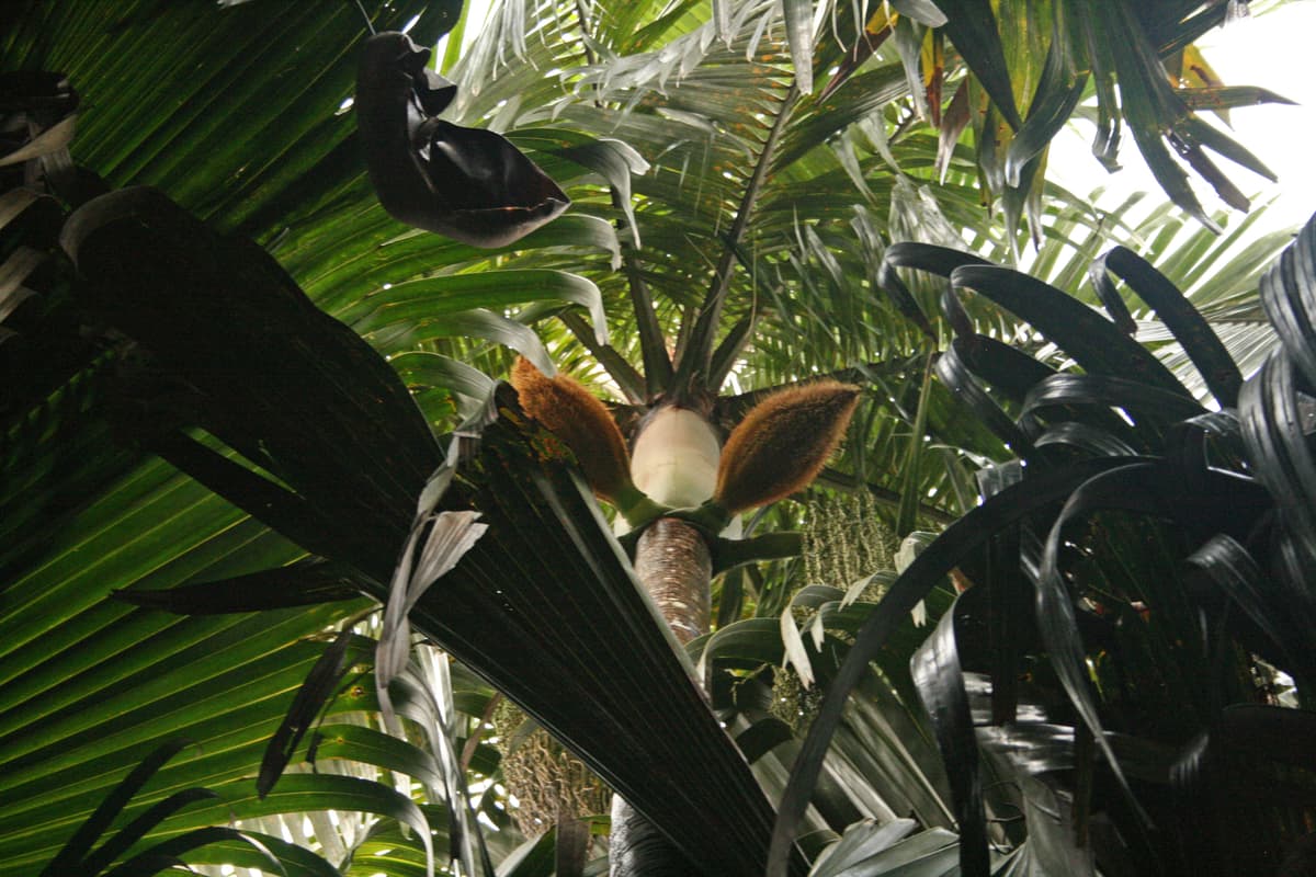 Botanical specimen of Deckenia Nobilis.