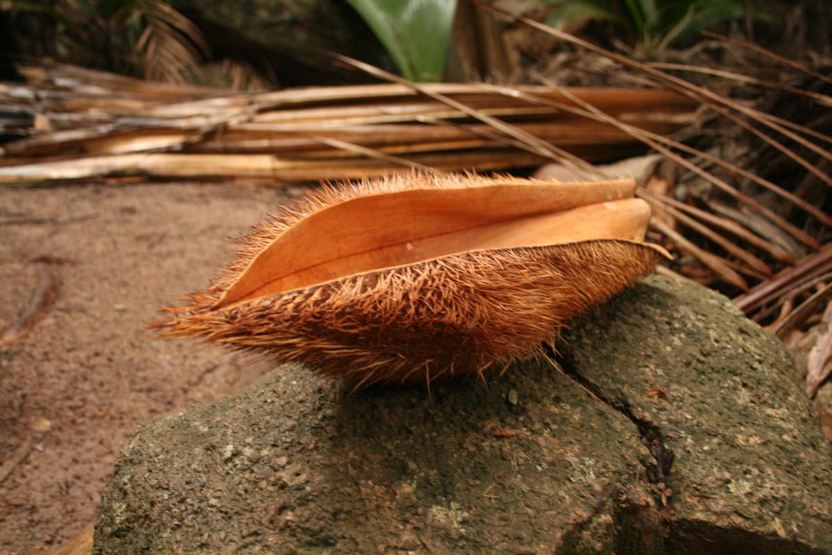 Botanical specimen of Deckenia Nobilis.