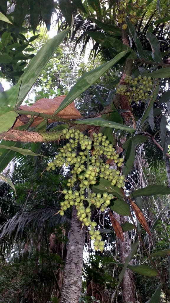 Botanical specimen of Desmoncus Giganteus.