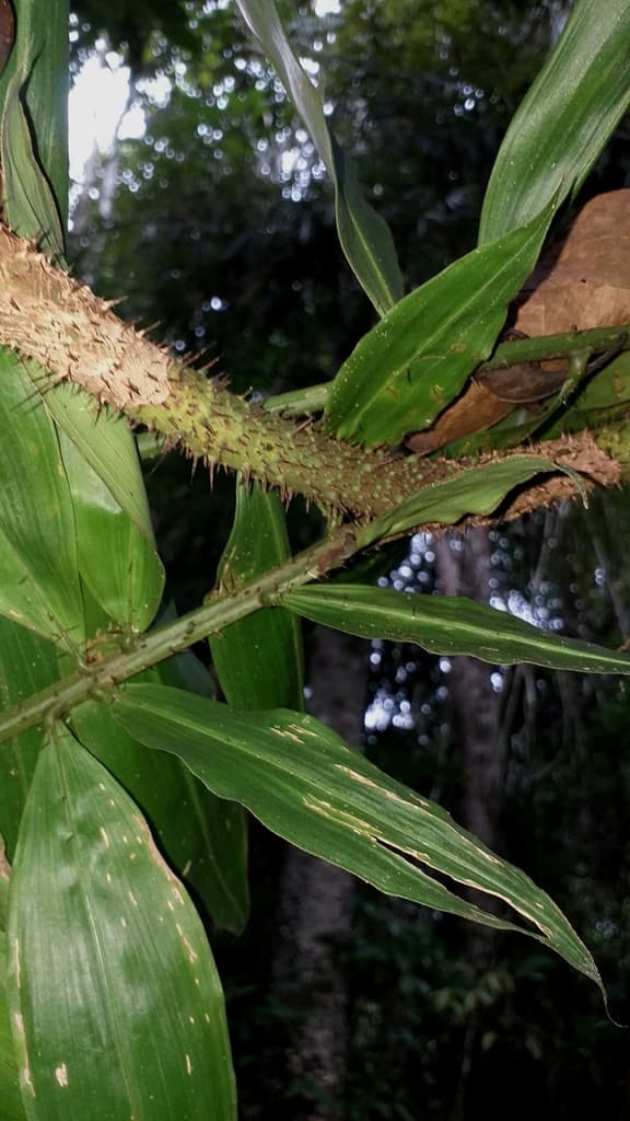 Botanical specimen of Desmoncus Giganteus.