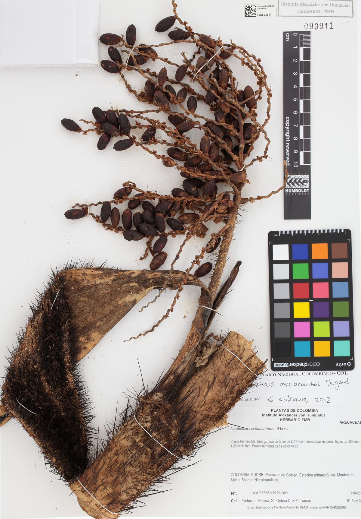 Botanical specimen of Desmoncus Isthmius.