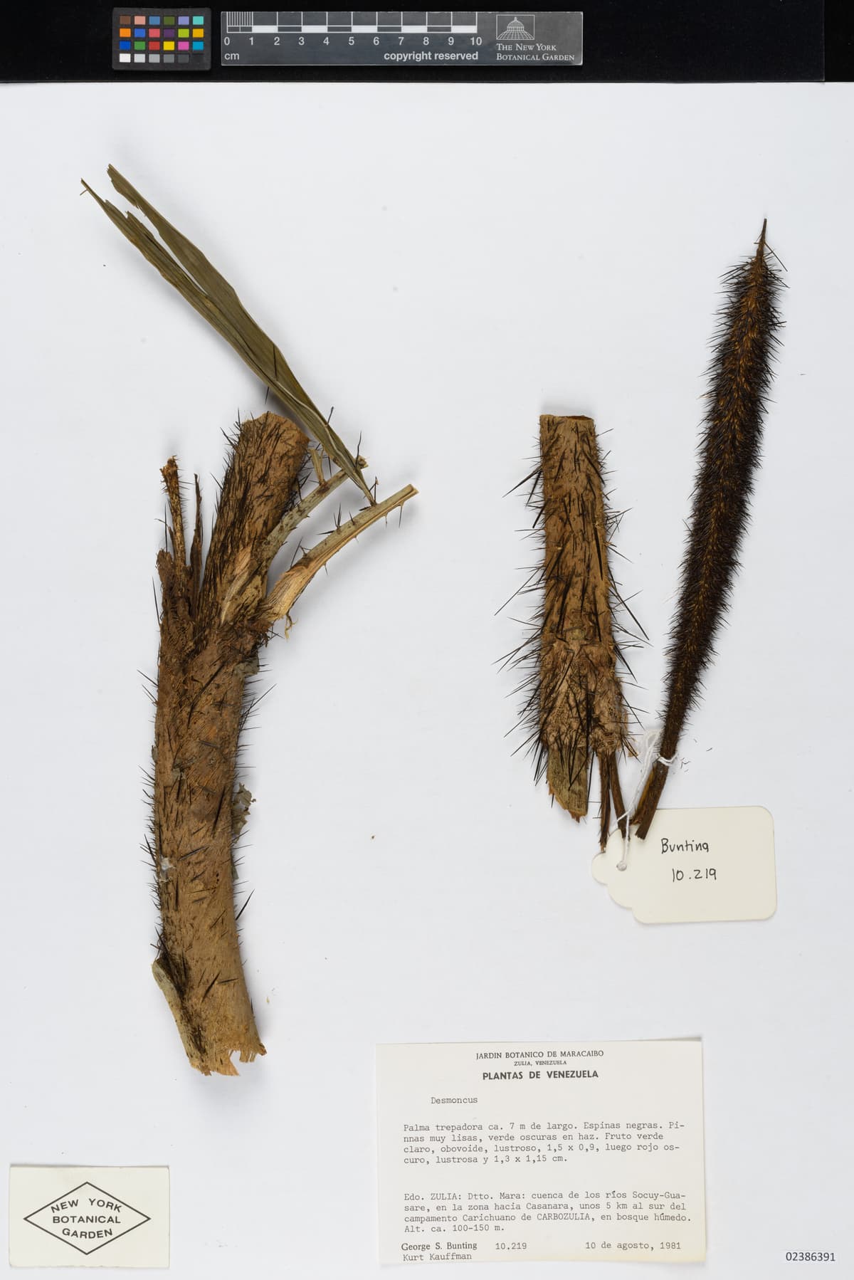 Botanical specimen of Desmoncus Isthmius.