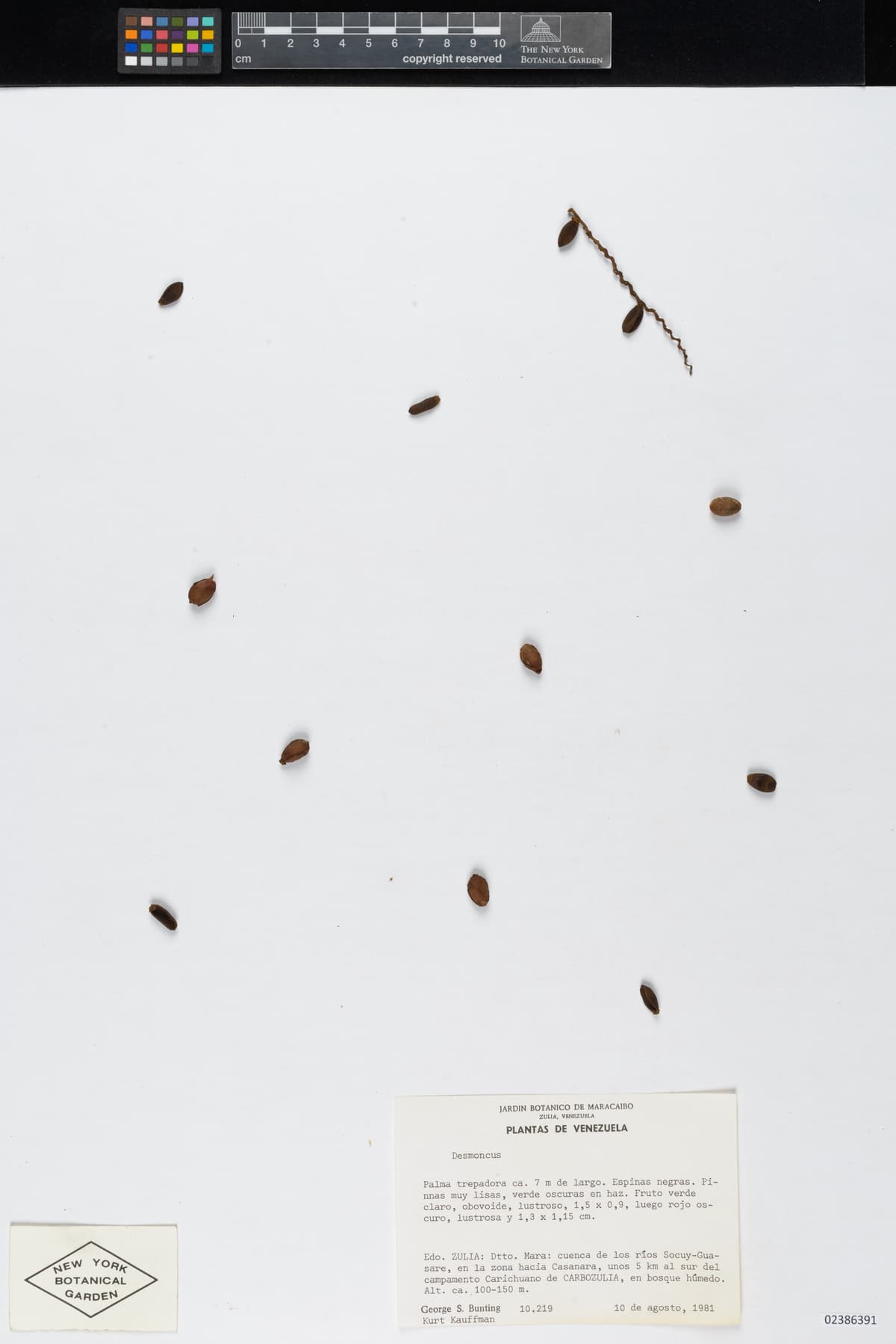 Botanical specimen of Desmoncus Isthmius.
