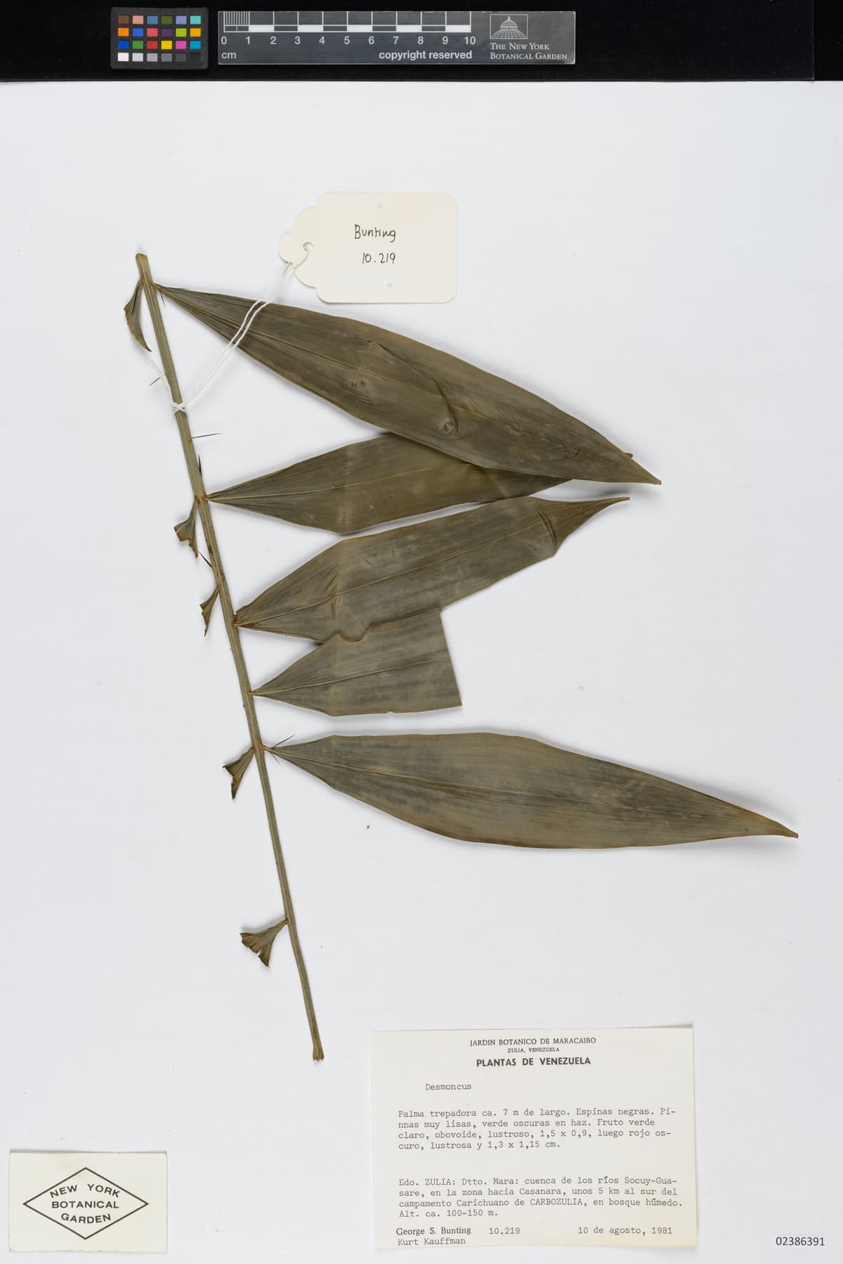 Botanical specimen of Desmoncus Isthmius.