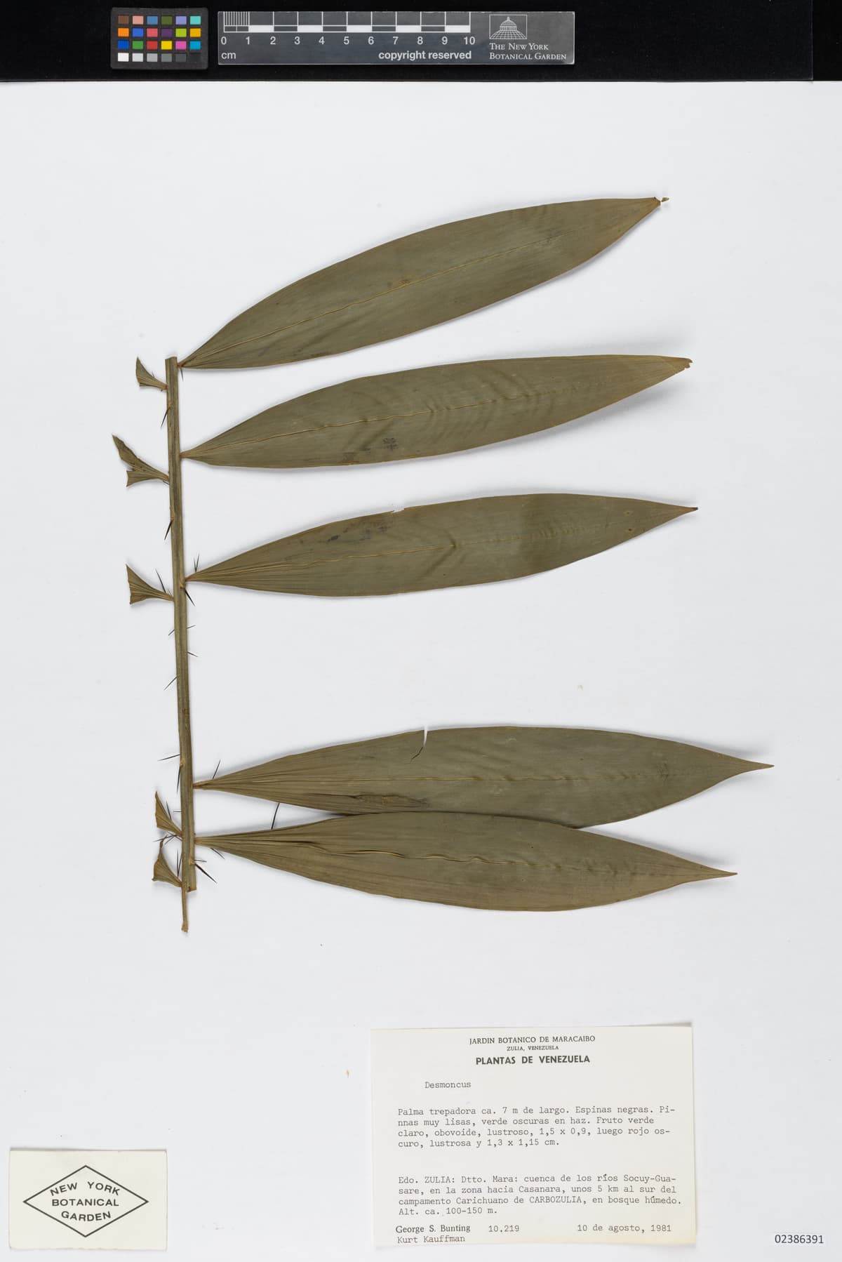 Botanical specimen of Desmoncus Isthmius.